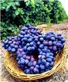Vitis vinifera Muscat Bleu Pot C2.7 ** Délicieusement sucré et parfumé **