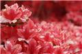 Azalea japonica Blaauw S Pink 30 40 Pot C2