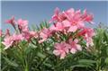 Nerium oleander Corazon buisson ROSE 60 80 Pot 22 Laurier Rose