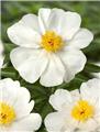Paeonia lactiflora White Wings Pot C2 ** Blanc simple **