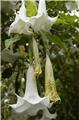 Brugmansia Datura Blanc Pot 23 buisson