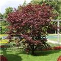 Acer palmatum Fireglow 200 225 cm