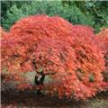 Acer palmatum Dissectum Crimson Princess Tige 90 cm Pot C12