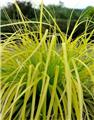 Carex oshimensis Everillo Pot C3