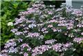 Hydrangea macrophylla Endless Summer Twist and Shout Pink Pot P23 - C5L