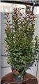Photinia fraseri Red Robin 175 200 cm Pot C50 ** plante forte **