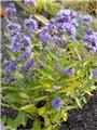 Caryopteris clandonensis Blue Fountain Pot