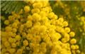 Acacia retinodes Palme d´Or Pot C4 ** Mimosa 4 saisons **