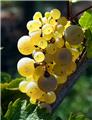 Vitis vinifera Solaris Pot C5 Greffé ** Résistant aux maladies **