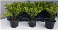 Ilex crenata Dark Green Pot P9 ( Alternative au buis ) *** Remise importante à partir de 10 plantes **