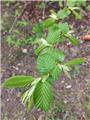 Carpinus betulus 100 125 JPL RN XTRA (bla) *** Remise importante à partir de 10 plantes **