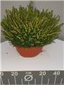 Erica darleyensis XXL coupe Diam. 30 cm