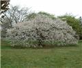 Prunus serrulata Shirotae Haute Tige 25 30 Motte ** Pante forte XXXL **