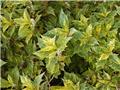 Osmanthus heterophyllus Tricolor 50 60 Pot