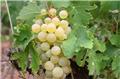Vitis vinifera Goldberry (Golden Lady) Blanc Pot C3 ** Sucrée,très résistante aux maladies et au froid ** ** Greffé / pied américain **