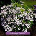 Hydrangea macrophylla Cloudi Pot C3.6Litres