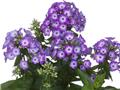Phlox Paniculata Purple Eye Pot P19