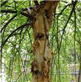 Betula nigra Summer Cascade Baliveau 150 200 ** Bouleau pleureur nain **