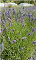 Lavandula angustifolia Essence Purple Pot P26 - C7.5L