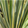 Yucca filamentosa Bright Edge 40 60 Pot C7