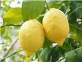 Citrus lemon Pot P26 Tige +/- 70 cm Citron jaune
