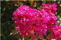 Lagerstroemia indica Petite Canaille Rose Pot C7.5L ** rose **