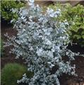 Eucalyptus gunnii Azura®  Buisson 125 150 Pot C15