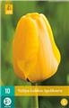 Tulipe Golden Apeldoorn * 10 pc cal.11/12