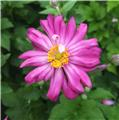 Anemone hupehensis ROSE Pot P19 cm **Fleurs doubles **