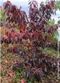 Euonymus grandiflorus Ruby Wine Pot C5 ** Magnifique feuillage en automne **