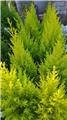 Cupressus macrocarpa Goldcrest Wilma 100 120 Pot P23