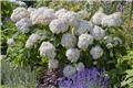 Hydrangea arborescens Candybelle® Marshmallow Pot C5Litres