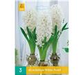Hyacinthe White Pearl * 3 pc cal.18/19 ** Pour culture intérieur **