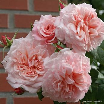 Rosier Rose de Tolbiac Grimpant Pot C3L ** Parfumé **