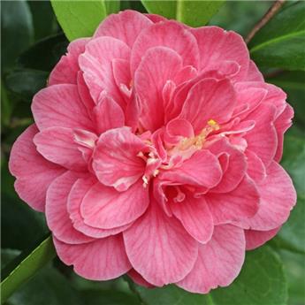 Camellia japonica Marie Bracey C7.5lITRES ** 7 âge **
