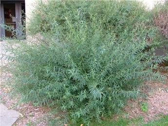 Salix purpurea Nana 40 60 cm JPL RN *** Remise importante à partir de 10 plantes **