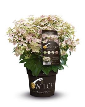 Hydrangea paniculata Switch Ophelia Pot C3 ** Parfumé **