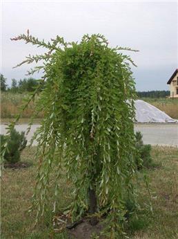 Salix integra Pendula Tige 120 cm Pot  P23 ** Mini saule pleureur **