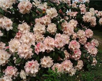 Rhododendron Simona 120 140 cm ** Plantes XXL **