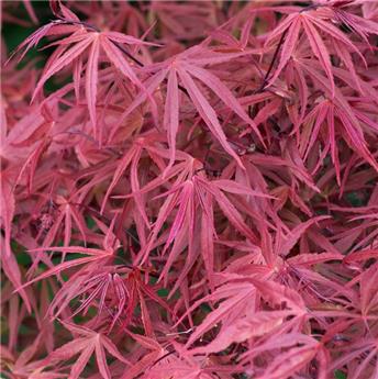 Acer palmatum Red Pygmy 150 175 Pot C10