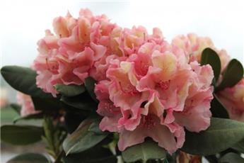 Rhododendron inkarho Brasilia® 50 60 Pot C5L