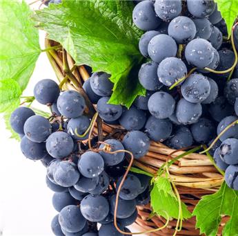 Vitis vinifera Muscat Bleu vigne Pot C9 Litres 150/+