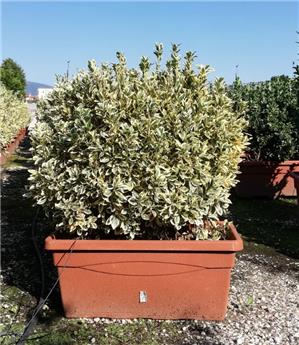 Euonymus japonicus Bravo 08 100 Jardinière 80 cm  ** Plantes bien denses **