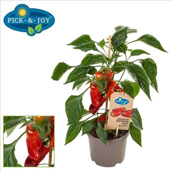 Chili Pepper Poivron rouge Pick & Joy Pot P14 ** avec fruits; prêt à produire **
