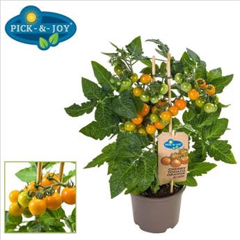 Tomate Cerise Orange Pick & Joy Pot P14 ** Avec fruits **