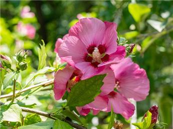 Hibiscus syriacus Rose Moon Pot C10L