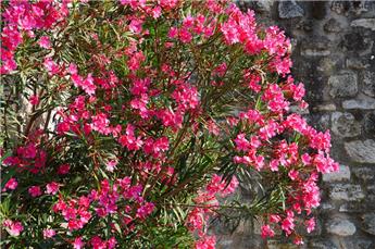 Nerium oleander Ciclamino Buisson 150 Pot P40 XTRA Fort bien ramifié - laurier rose Cyclamen