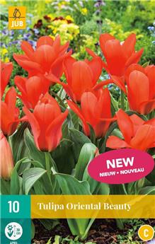 Tulipe Oriental Beauty * 7 pc cal.11/12