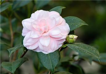 Camellia japonica Cheryl Lynn Pot C7.5 ** 7 ans **
