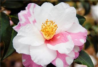 Camellia japonica Dainty California Pot C7.5 ** 7 ans **